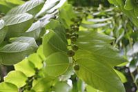 Tropische plant