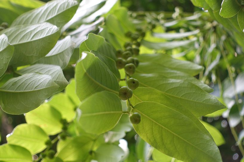 Tropische plant by richard de bruyn