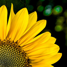 Fleurs de tournesol sur Dieter Walther