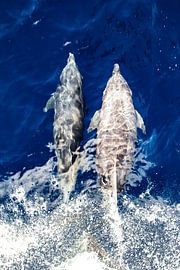 Small Curacao Dolphins by Roel Jungslager