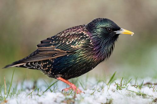 Star ( Sturnus vulgaris ) im Brutkleid und im Schnee
