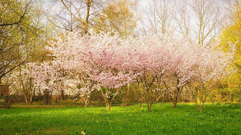 Cherry blossom tree in delicate white pink color by Martin Köbsch