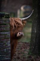 Scottish Highlander
