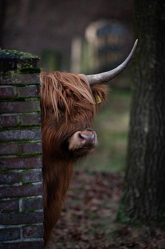 Scottish Highlander