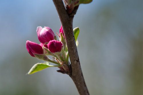 Donkerroze  Elstar appelbloesem