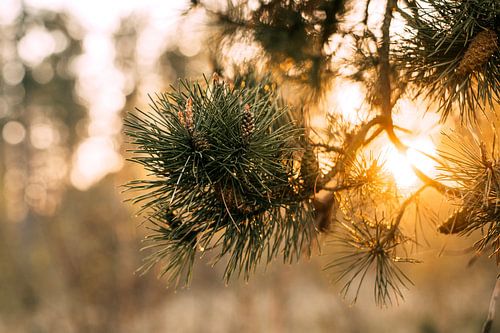 Pine branch with setting sun