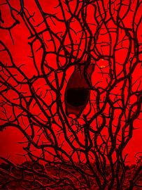 Roggenei in Seetang von Joost Leferink