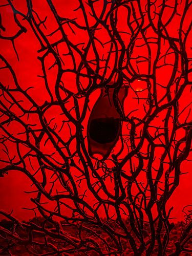 Œuf de seigle aux algues