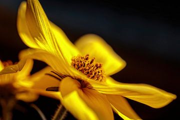 Gelbe Coreopsis-Blüte von Rob Boon