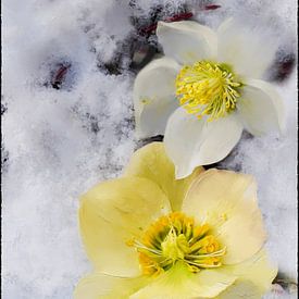 Rose de Noël dans la neige sur Christine Nöhmeier