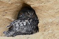 Eurasian Eagle Owl ( Bubo bubo ), adult with chick, resting in the entrance of its nesting site van wunderbare Erde thumbnail
