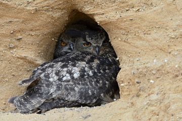 Eurasian Eagle Owl ( Bubo bubo ), adult with chick, resting in the entrance of its nesting site van wunderbare Erde