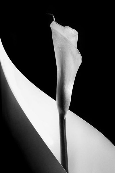 Kalla-Lilie von Stephen Clough
