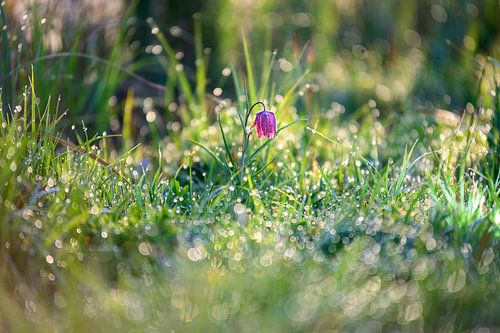 Kievitsbloem in het veld