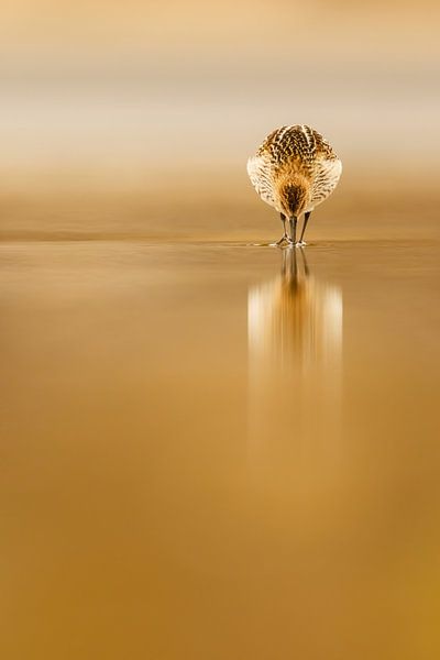 Dunlin reflection by Mario Suárez