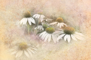 Sommer Sonnenhut in Pastell