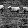Sheep in line by kuh-bilder.de