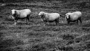 Schafe in Reihe von kuh-bilder.de