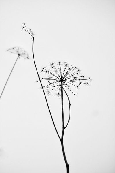Less is more par Ingrid Meuleman