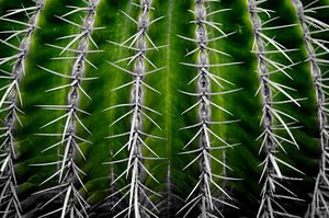 Cactus in Green