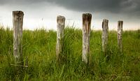 Old poles