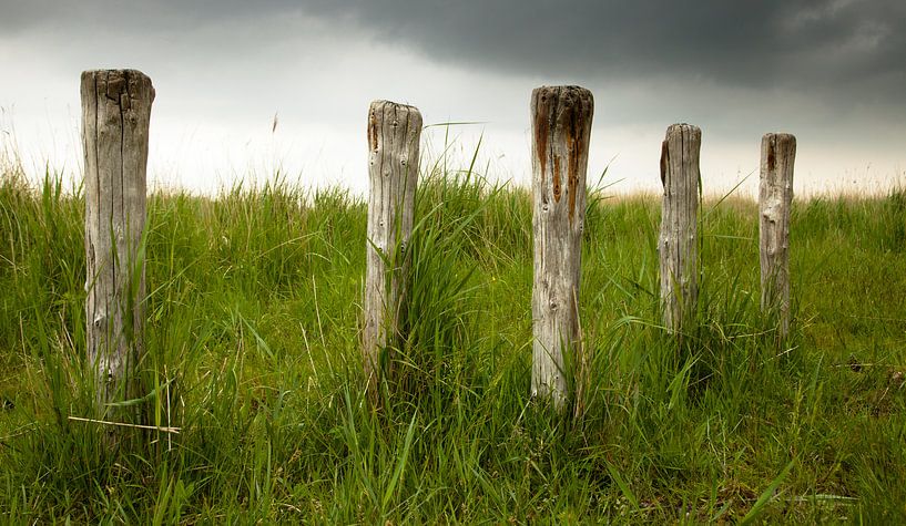 Old poles van Anne Koop