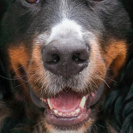 Hundekopf von VenPhoto