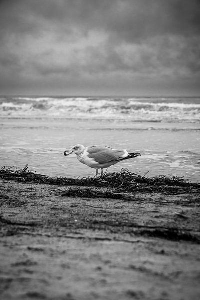 Möwe am Strand in SchwarzWeiß von Bild.Konserve