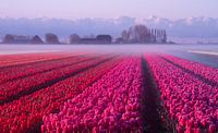 The beauty of the Netherlands by Elena Jongman thumbnail