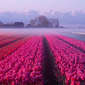 The beauty of the Netherlands by Elena Jongman