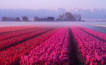 The beauty of the Netherlands by Elena Jongman