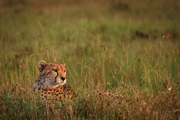 Guépard dans l'herbe au soleil du matin sur Simone Janssen