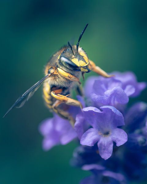Bij in de tuin van Steffen Peters