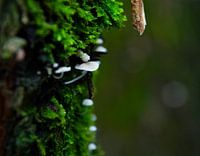 Mushrooms