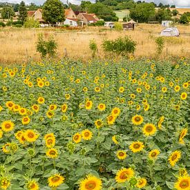 Tournesols 09 sur Ruud Peters