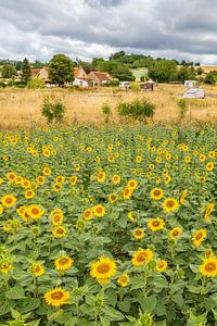 Sonnenblumen 09