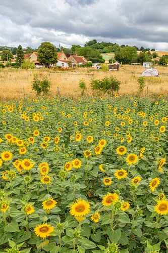 Zonnebloemen 09 van Ruud Peters