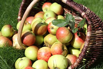Een mand met rijpe appels van Karina Baumgart