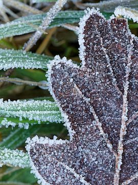 ice crystals on an autumn leaf in nature