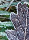ice crystals on an autumn leaf in nature by BHotography thumbnail