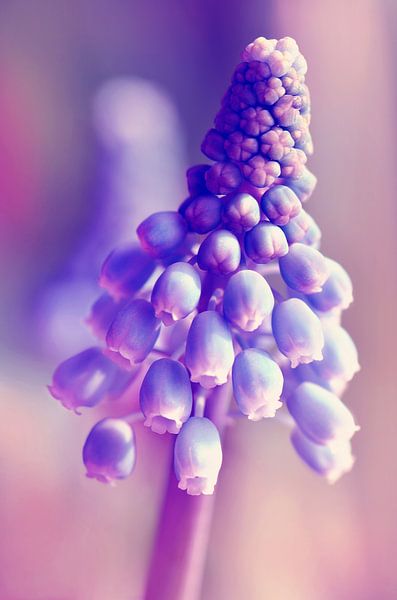 Grape hyacinth by Violetta Honkisz