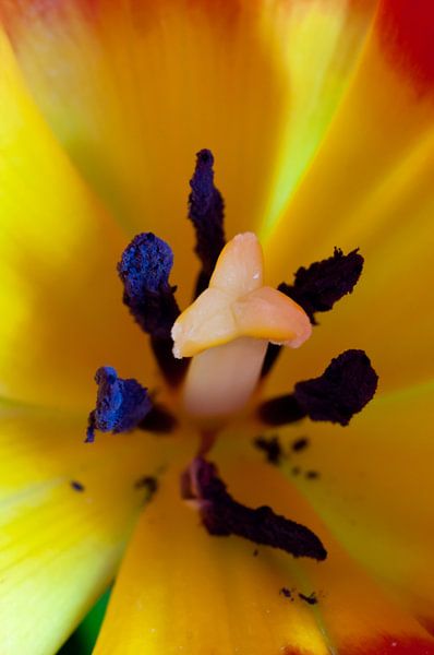 Herz einer Tulpe von Anita van Hengel
