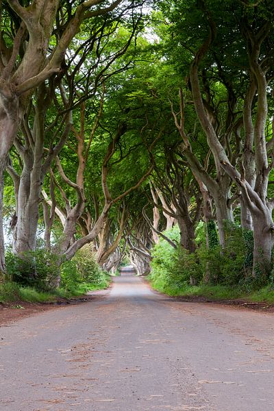 Dark Hedges by Stijn van Baalen