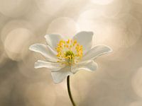The art of light.