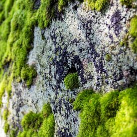 Rock Wall Mosses | Picture | Colour by Yvonne Warmerdam