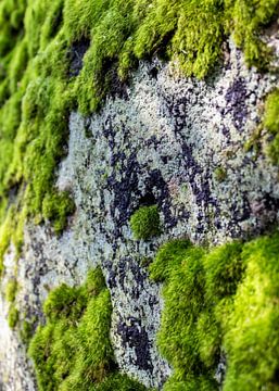 Rock Wall Mosses | Picture | Colour van Yvonne Warmerdam