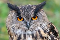 European eagle owl by Marc Hederik Fotografie thumbnail