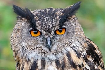 European eagle owl by Marc Hederik Fotografie
