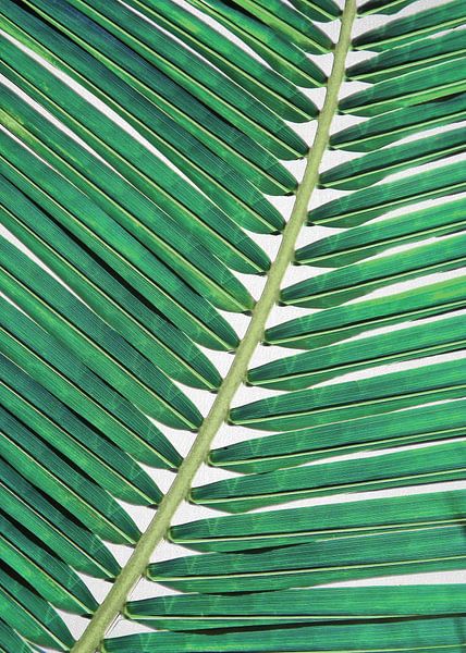 Palmblatt 2 von Gal Design