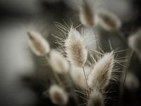 Velvet grass